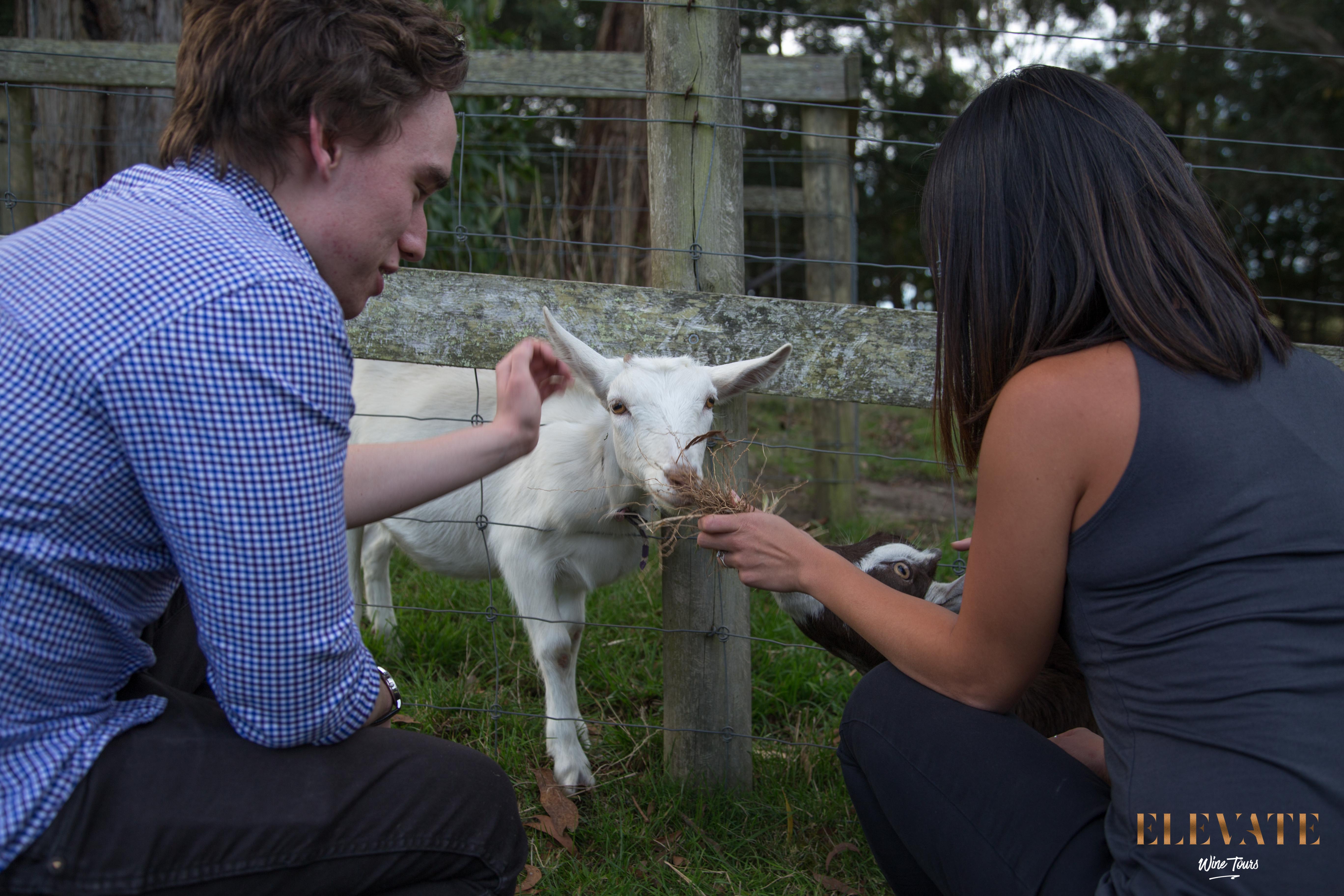 Man and lady patting a goat at Main Ridge Dairy.